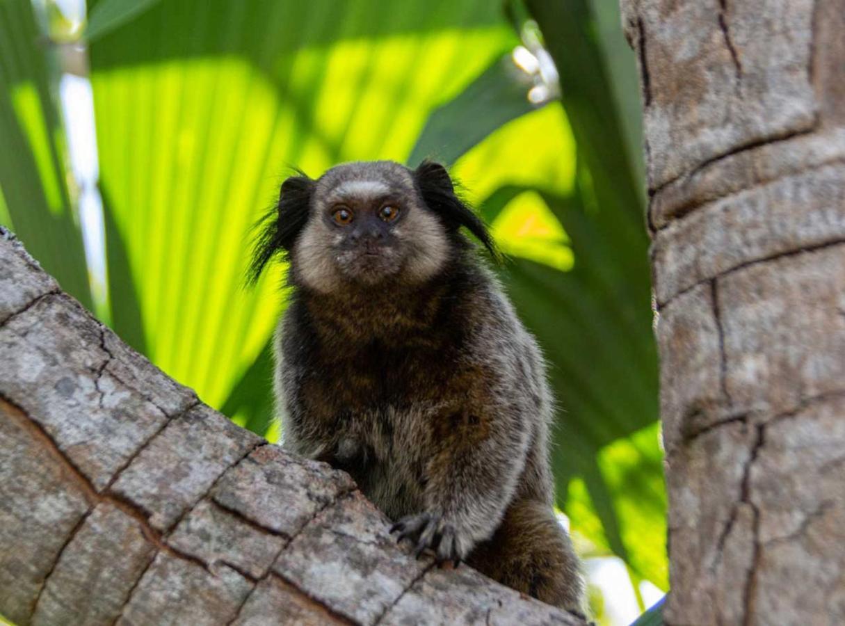 Ananda Pousada Pirenópolis エクステリア 写真